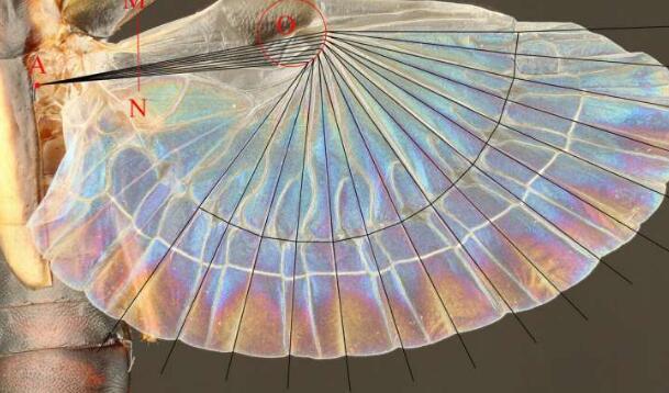 昆蟲啟發(fā)式風(fēng)扇的設(shè)計(jì)提供了廣泛的應(yīng)用